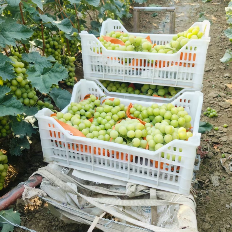 大果晴王葡萄无籽无籽