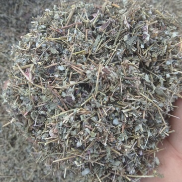 地锦草，花单被，地锦草片，支持定制。安徽亳州一手货源