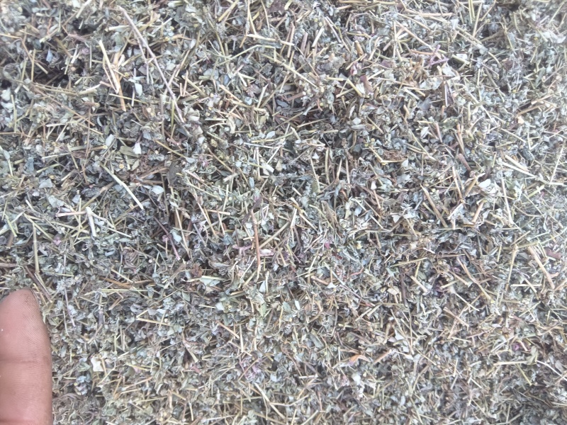 地锦草，花单被，地锦草片，支持定制。安徽亳州一手货源