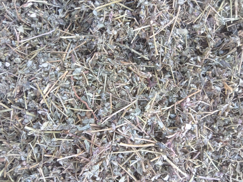 地锦草，花单被，地锦草片，支持定制。安徽亳州一手货源