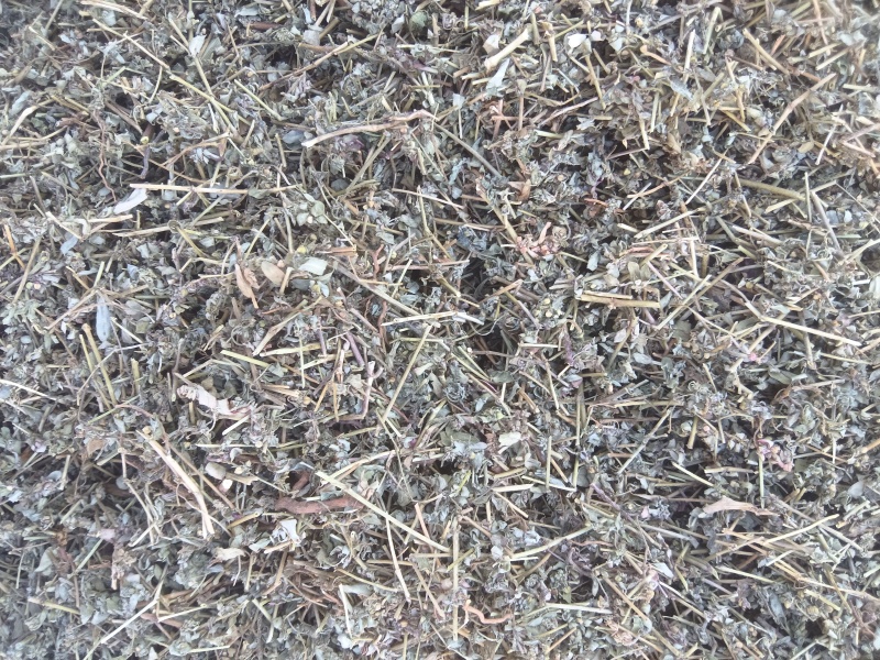 地锦草，花单被，地锦草片，支持定制。安徽亳州一手货源