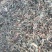 萹蓄段，猪牙草，萹蓄片一手货源支持零售批发货源充足