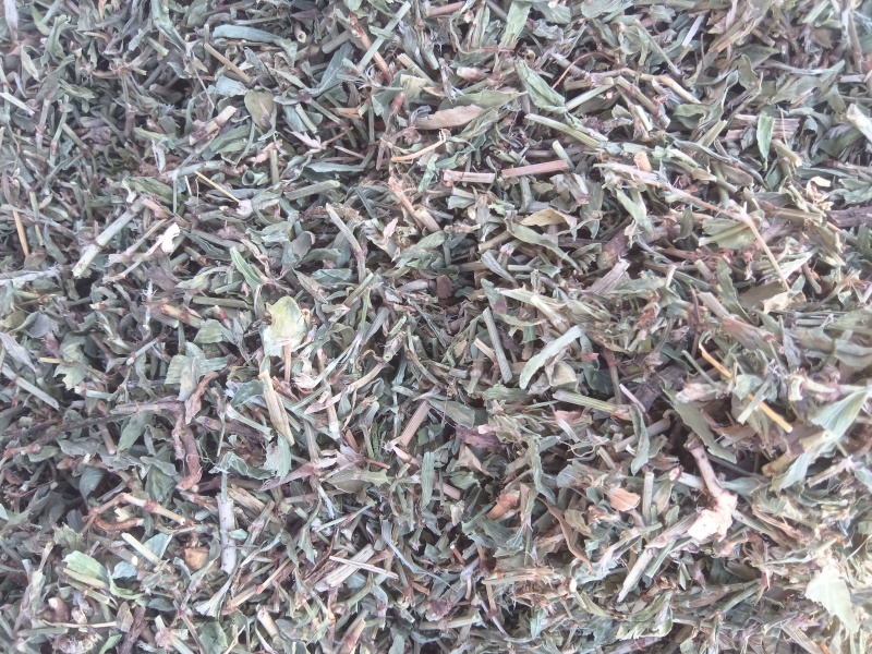 萹蓄段，猪牙草，萹蓄片一手货源支持零售批发货源充足