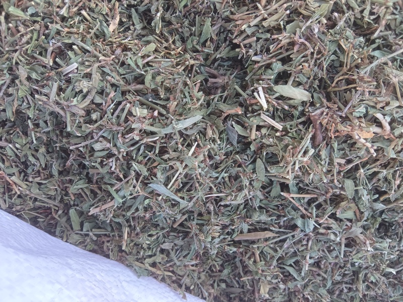 萹蓄段，猪牙草，萹蓄片一手货源支持零售批发货源充足