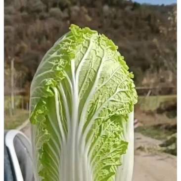 新白菜价格美丽，产地直发，支持各种包装，欢迎订购，