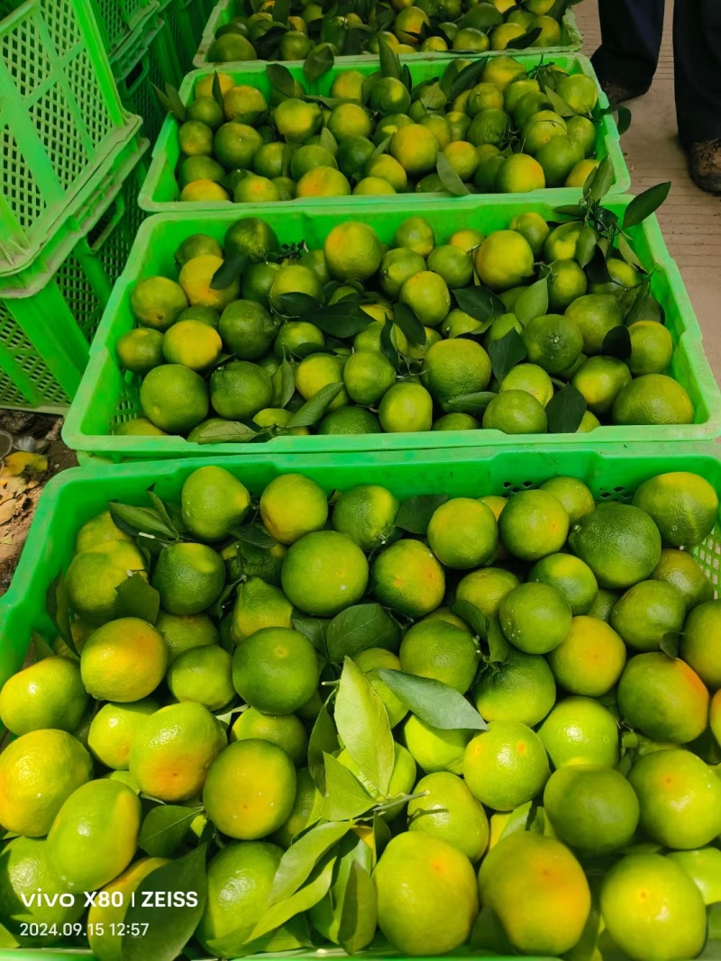 云南高原蜜桔