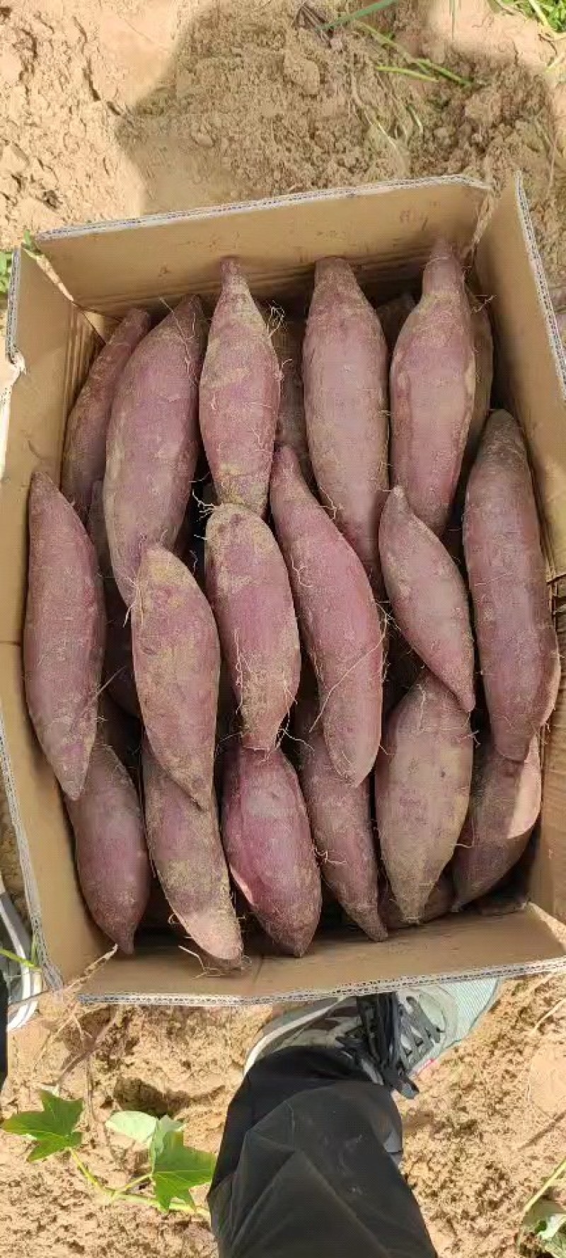 冰淇淋红薯，西瓜红，小香薯