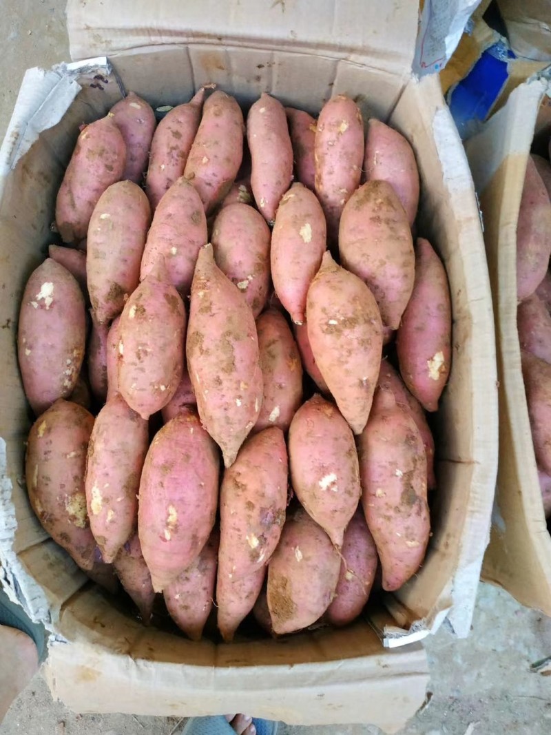 冰淇淋红薯，西瓜红，小香薯