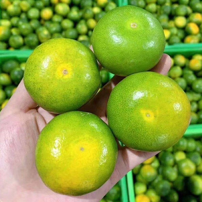 精品特早蜜桔，可对接各大电商商超等，物美价廉，诚信经营