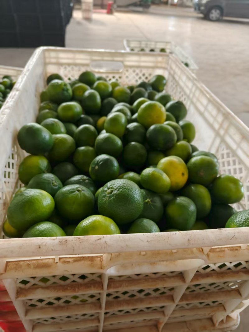 精品特早蜜桔，可对接各大电商商超等，物美价廉，诚信经营