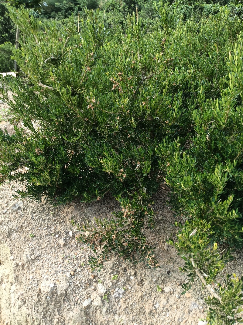 造型黄杨，广东省普宁市基地直接发货，三公分至五公分！