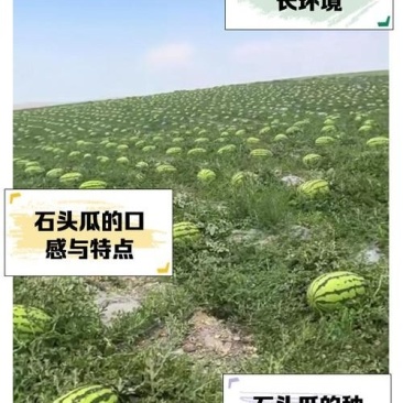 甘肃石头瓜