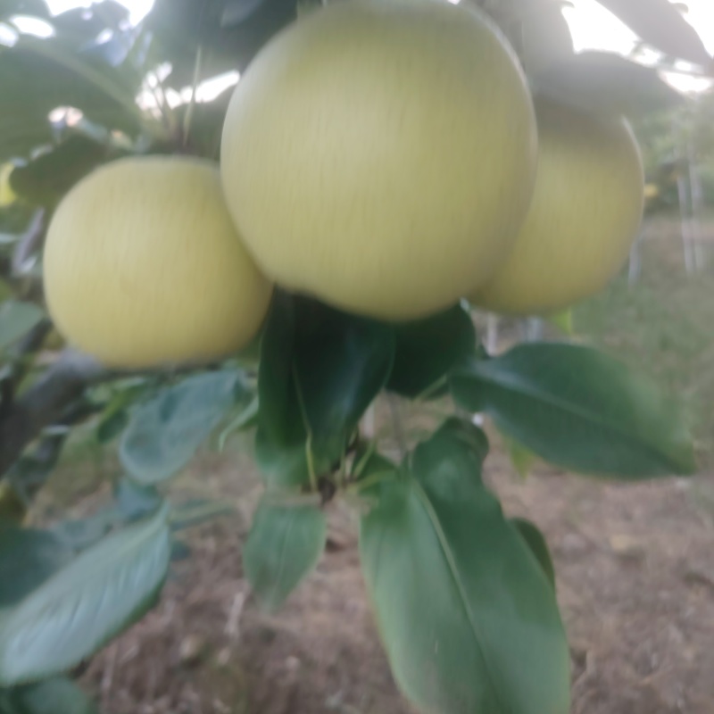 黄金梨