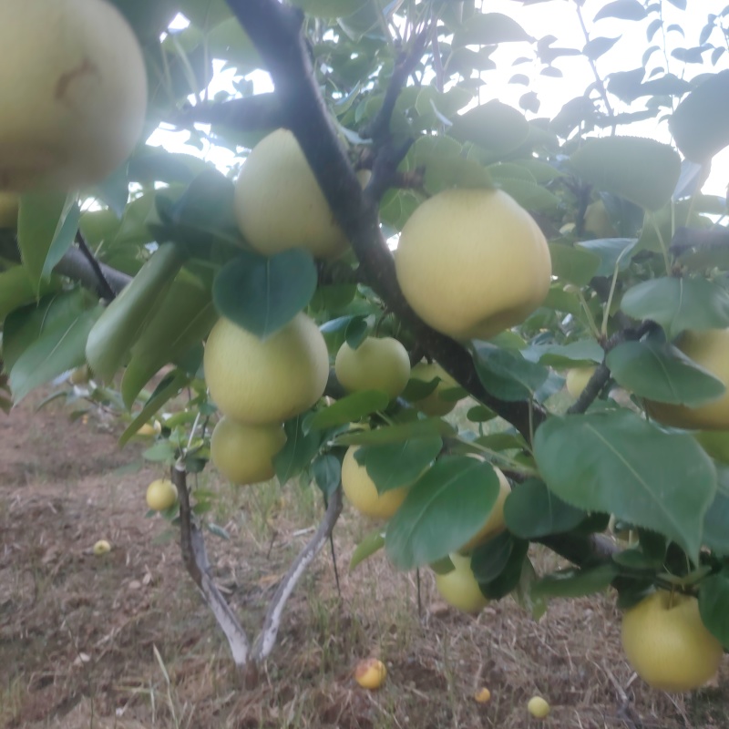黄金梨