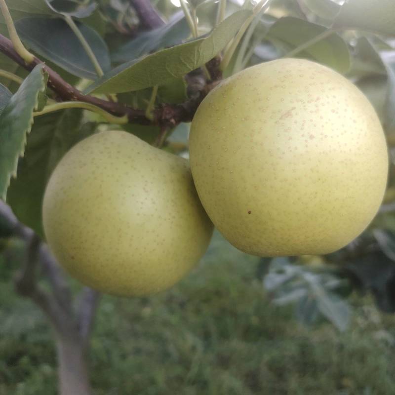 黄金梨