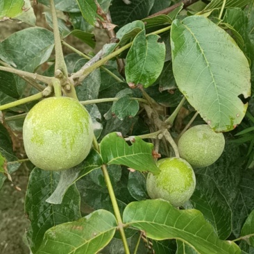 阿克苏185青皮核桃