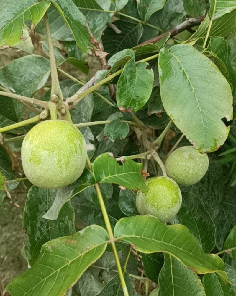 阿克苏185青皮核桃