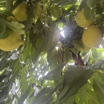 蜜桃鹰嘴桃