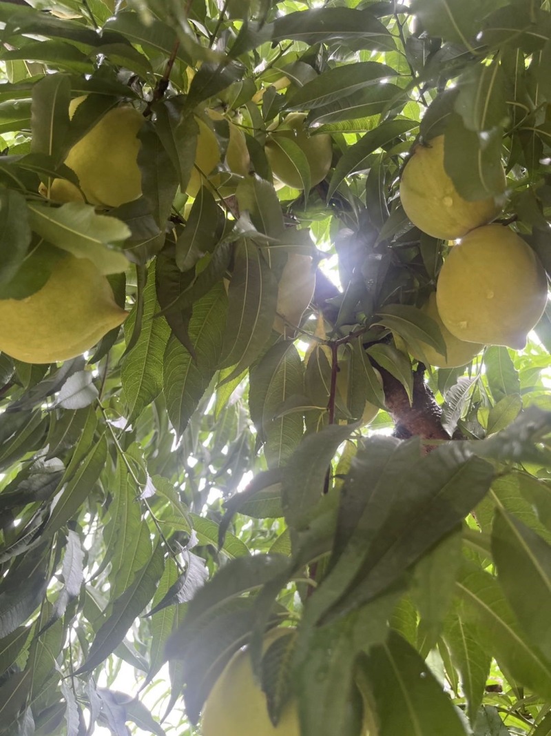 蜜桃鹰嘴桃