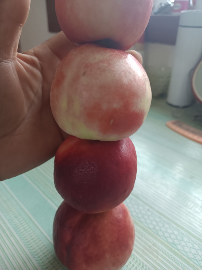 芮城县高山脆甜珍蛛早汕桃