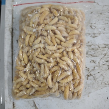 一二级蜂蛹批发量大从优