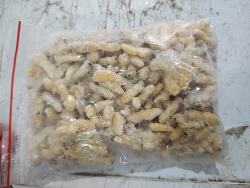 一二级蜂蛹批发量大从优