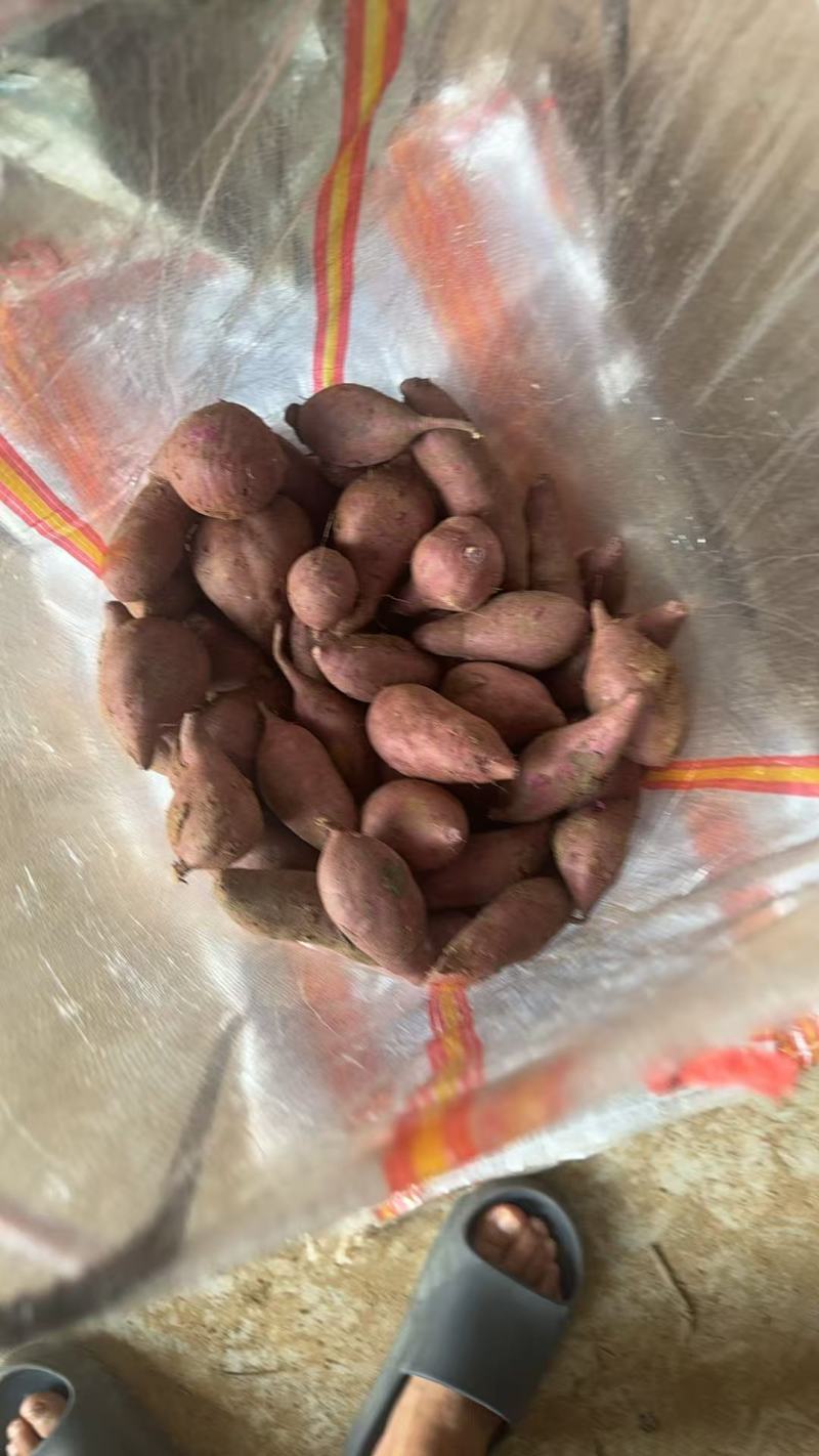 紫罗兰红薯，各种规格，万亩基地，承接各大平台市场电商