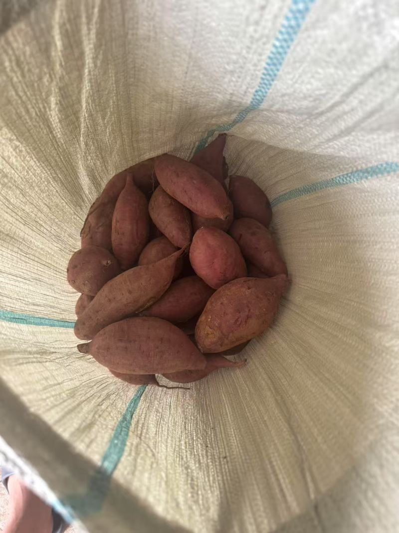 紫罗兰红薯，各种规格，万亩基地，承接各大平台市场电商
