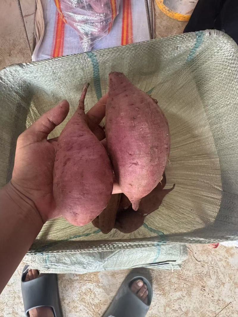 紫罗兰红薯，各种规格，万亩基地，承接各大平台市场电商