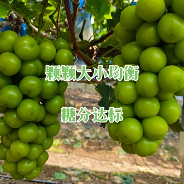 阳光玫瑰