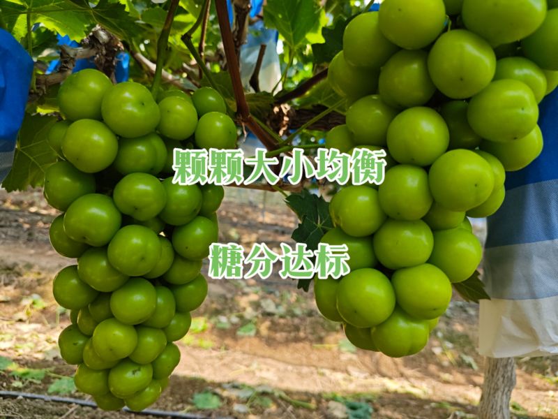 阳光玫瑰