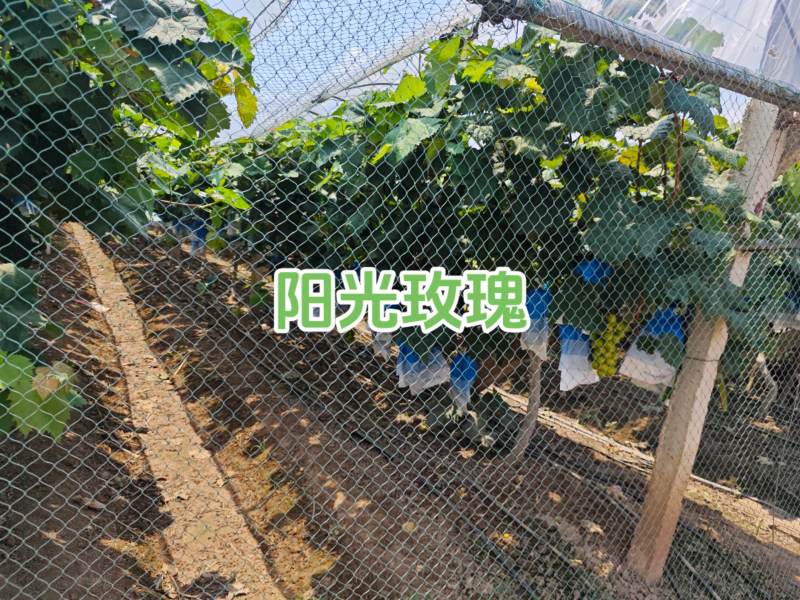 阳光玫瑰