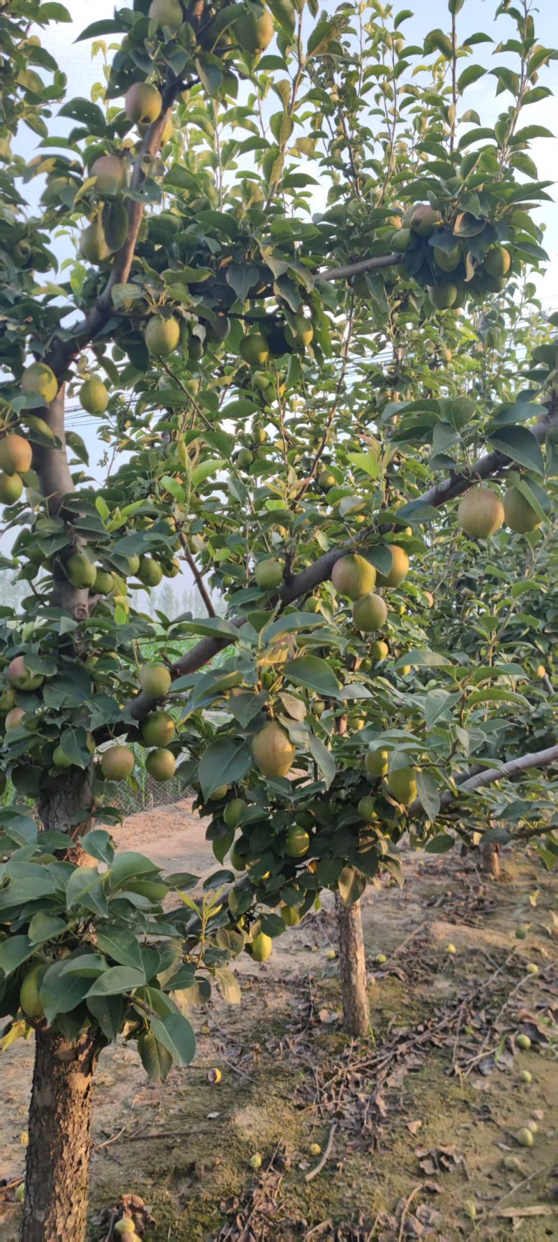 酥梨，新梨七号，现摘现卖，衣起伞，散凌医巴，拔遛唔散