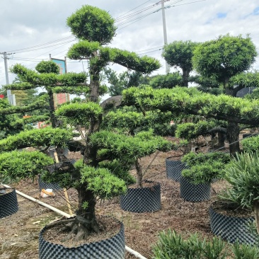 造型罗汉松，基地直接发货，欢迎您随时联系，