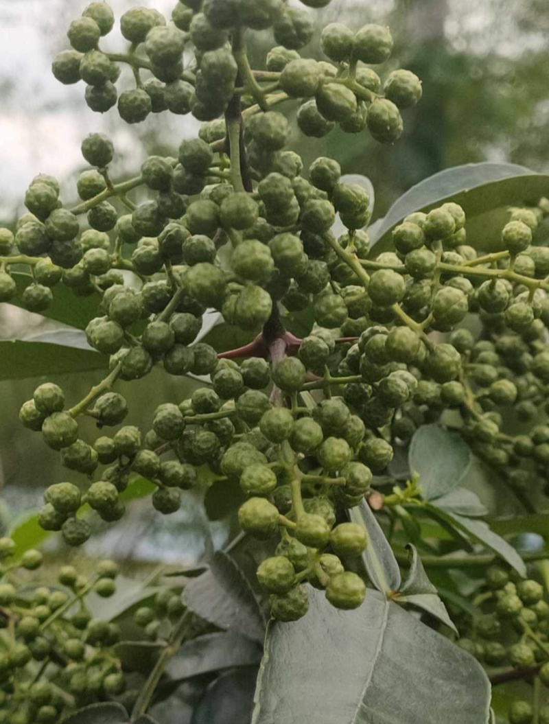 青花椒