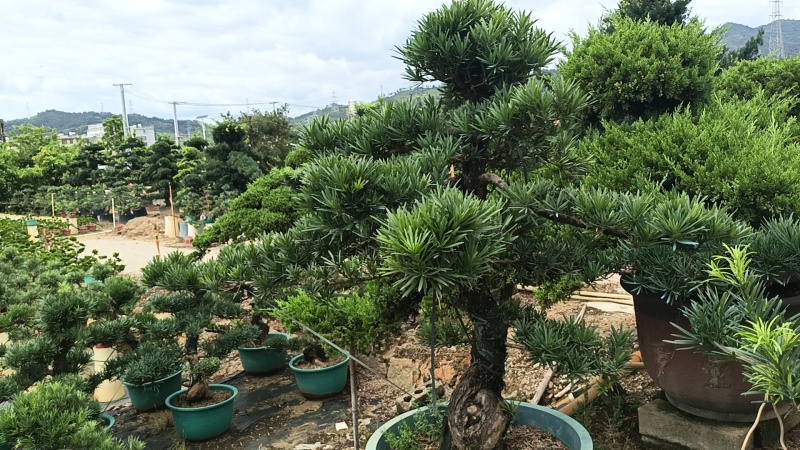 造型罗汉松，基地直接发货，欢迎您随时联系，