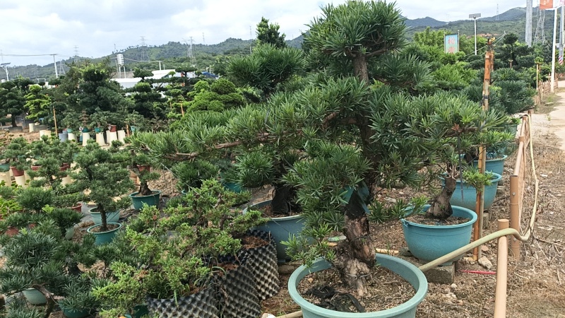 造型罗汉松，基地直接发货，欢迎您随时联系，