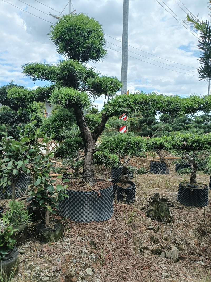造型罗汉松，基地直接发货，欢迎您随时联系，