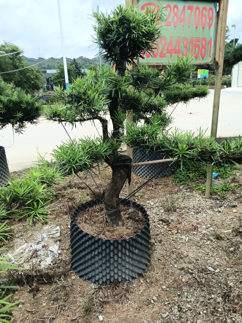 造型罗汉松，基地直接发货，欢迎您随时联系，