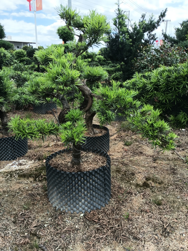 造型罗汉松，基地直接发货，欢迎您随时联系，