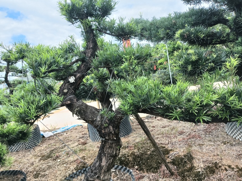 造型罗汉松，基地直接发货，欢迎您随时联系，
