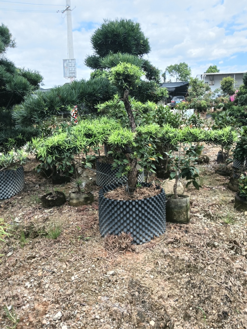 造型罗汉松，基地直接发货，欢迎您随时联系，