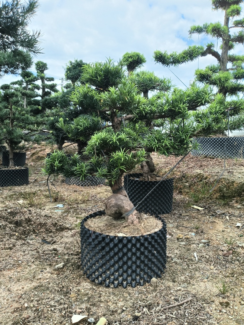 造型罗汉松，基地直接发货，欢迎您随时联系，