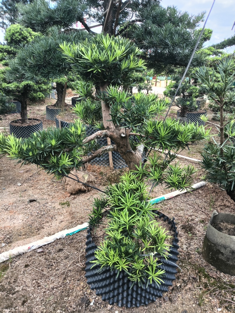 造型罗汉松，基地直接发货，欢迎您随时联系，