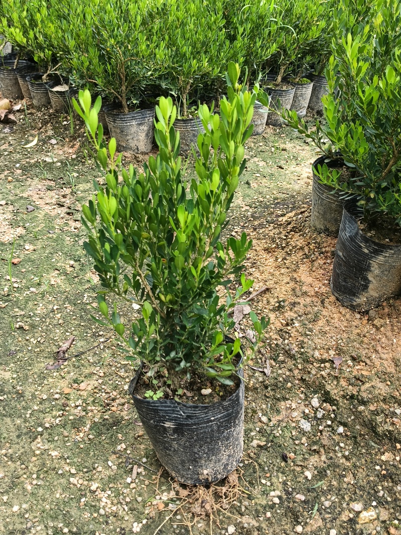 黄杨小苗，基地直接发货，欢迎您随时联系我！