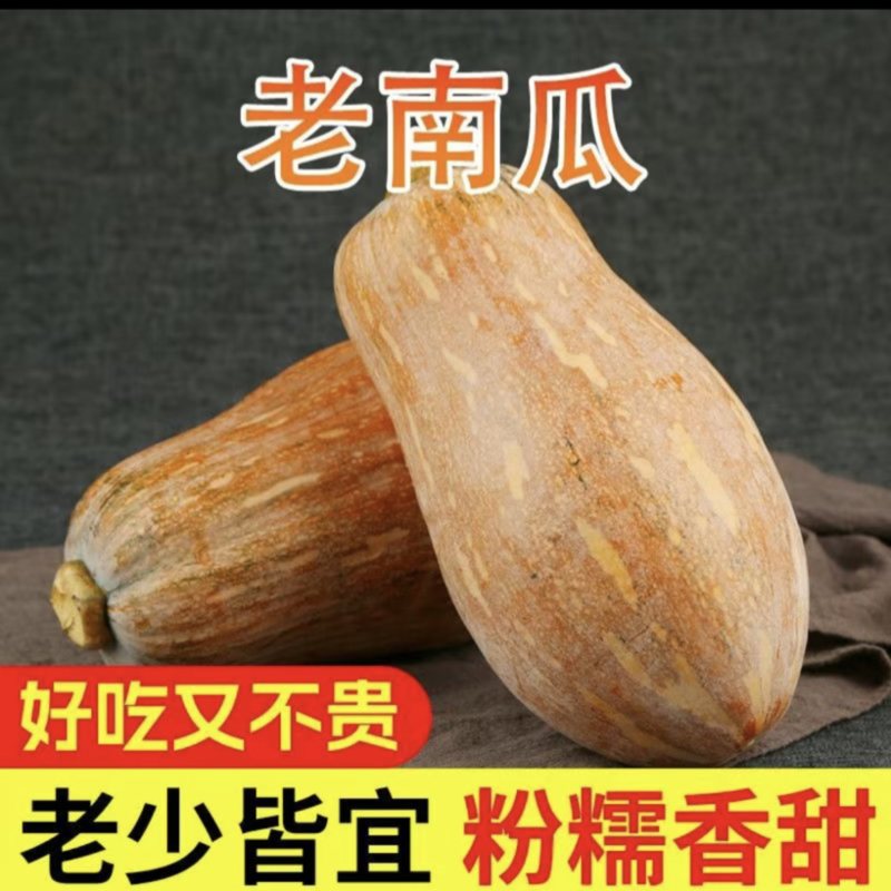四川蜜本南瓜软糯香甜产地直发对接市场商超