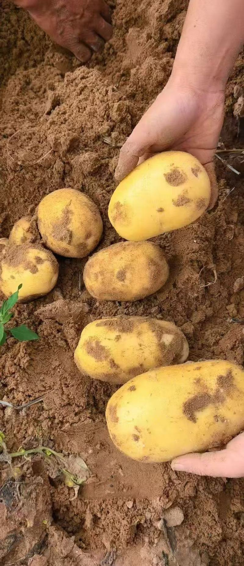 陕西榆林定边沙漠黄皮黄心土豆实验一精品规格全