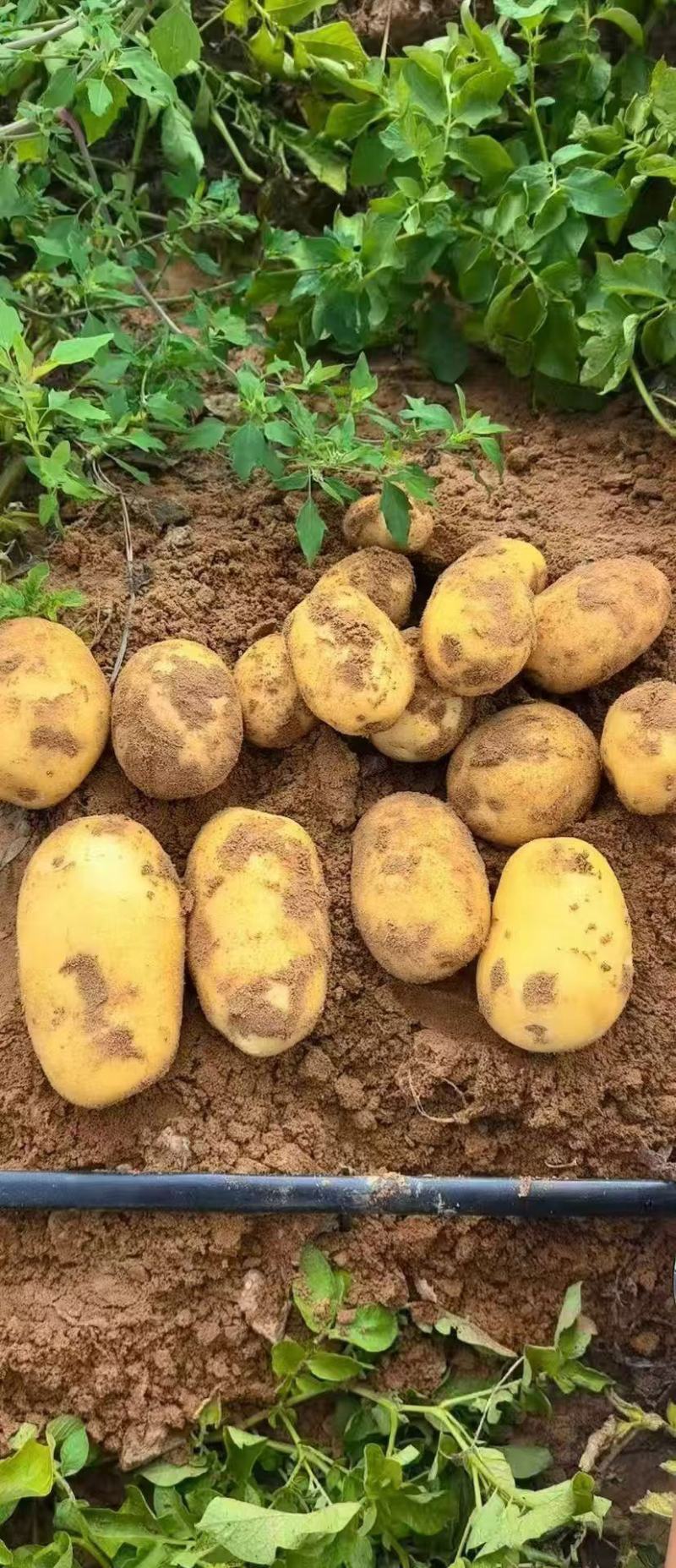 陕西榆林定边沙漠黄皮黄心土豆实验一精品规格全