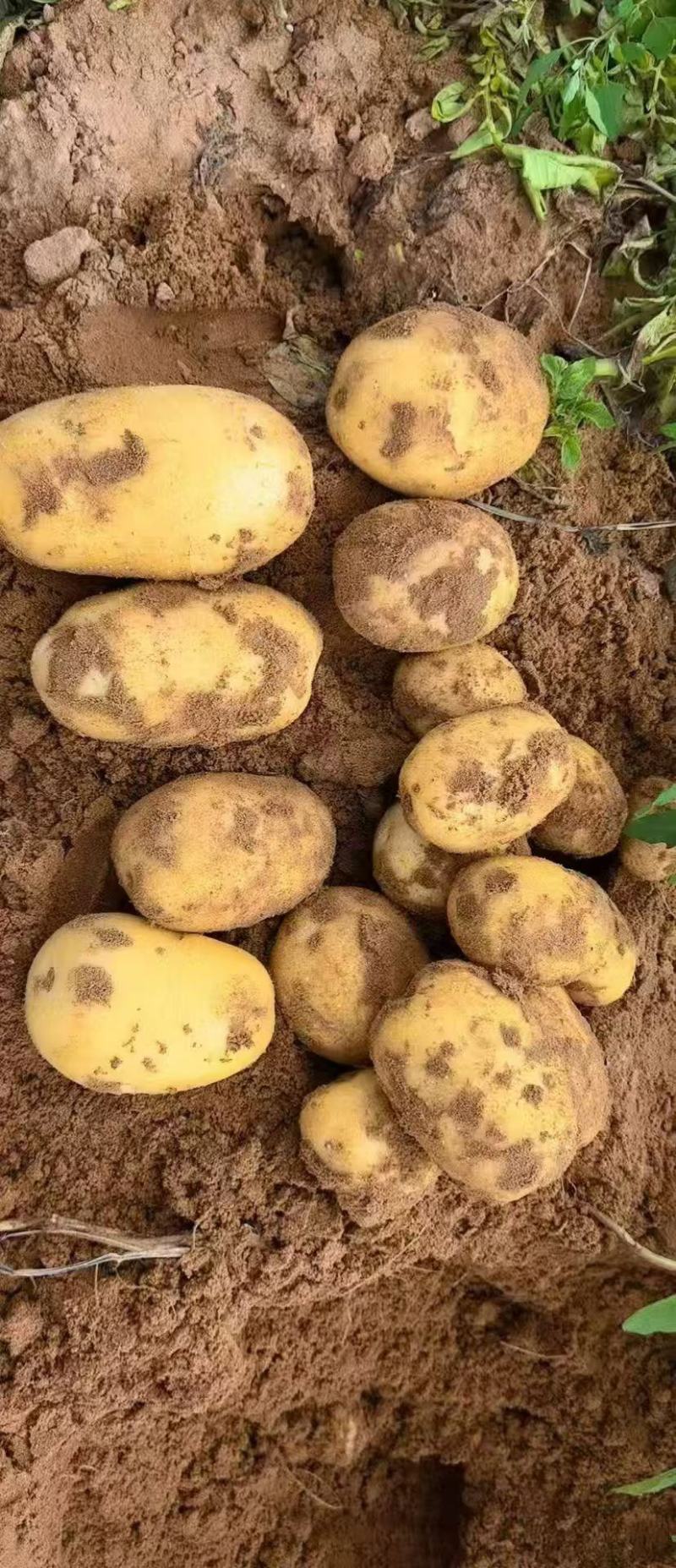陕西榆林定边沙漠黄皮黄心土豆实验一精品规格全