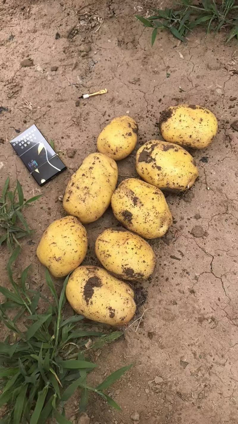 陕西榆林定边沙漠黄皮黄心土豆实验一精品规格全